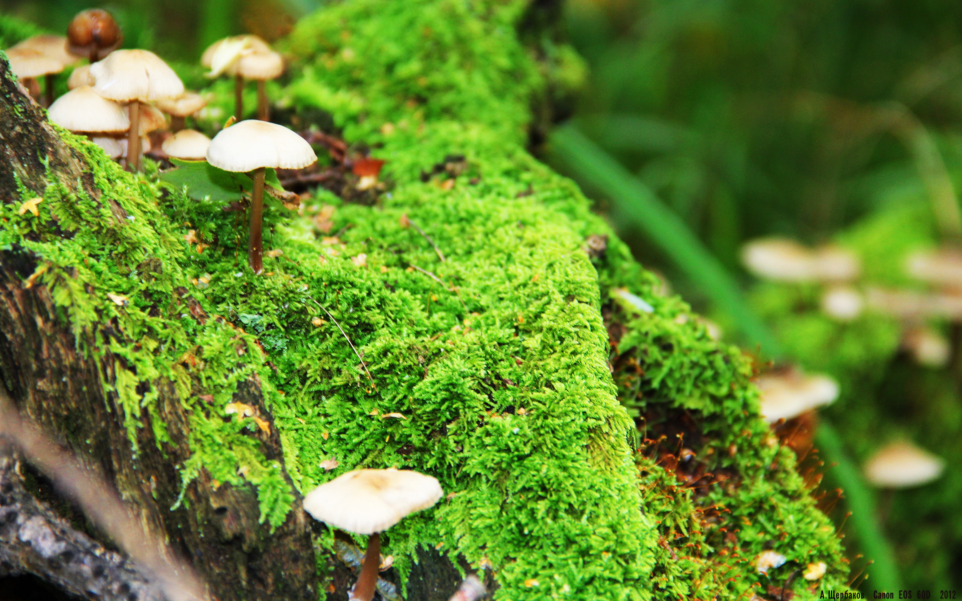 米兰体育官方网址入口-快船压哨战胜灰熊，乔治绝杀三分引爆全场，快船换乔治