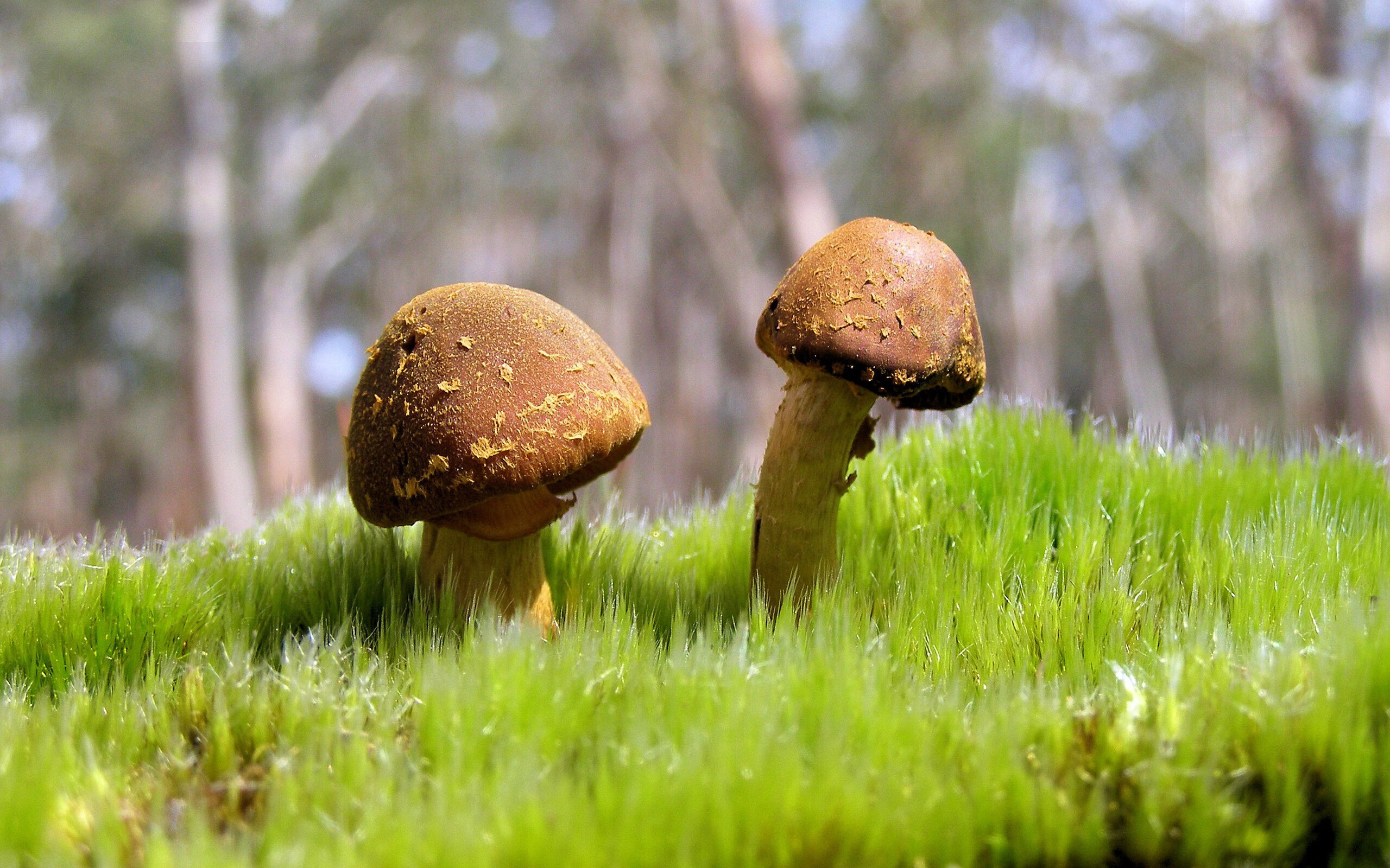 荷兰球队险胜法国，拼搏晋级欧国赛八强，荷兰国家队欧洲杯战绩