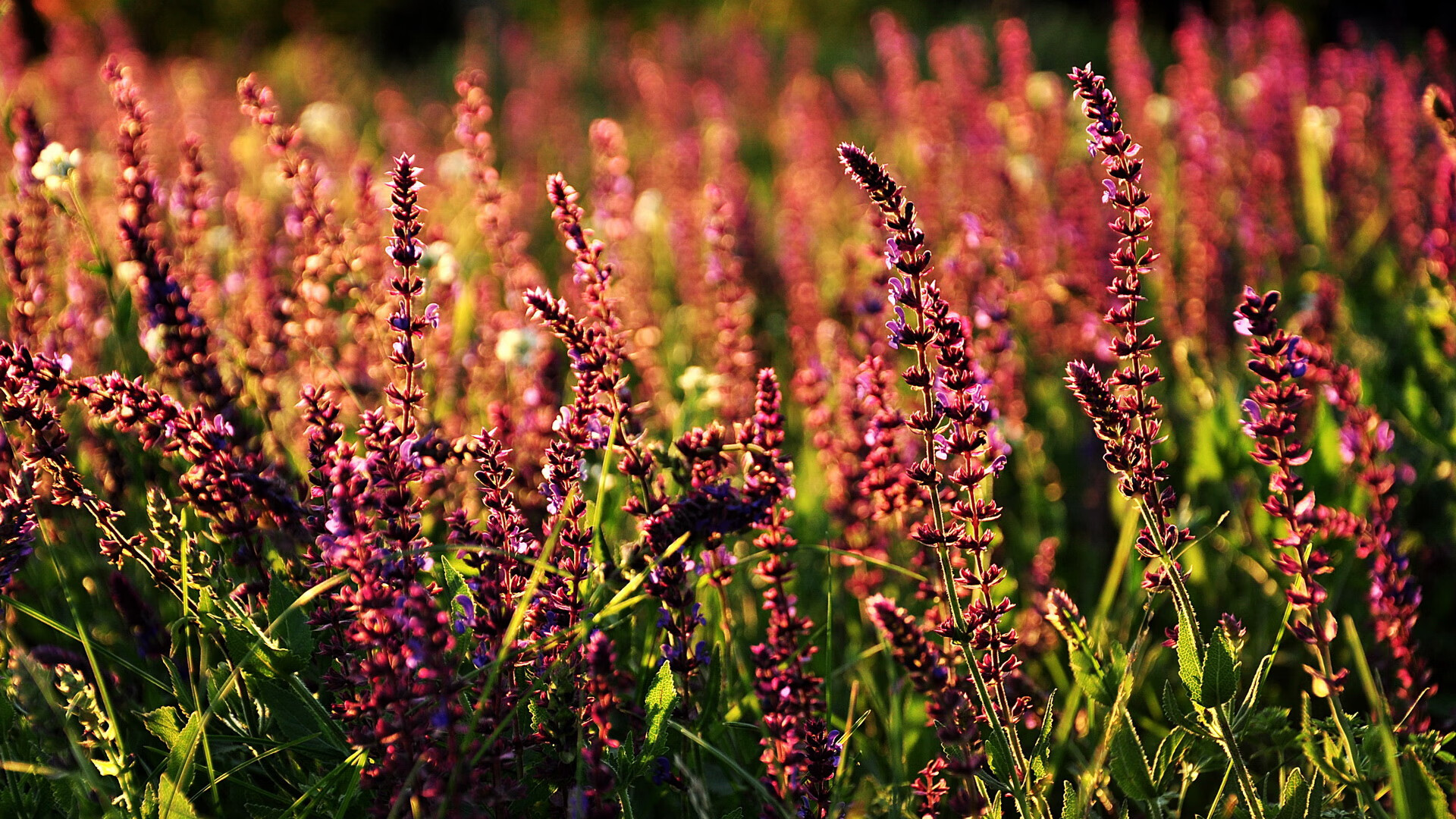 CBA球队重视团队配合，cba组建球队