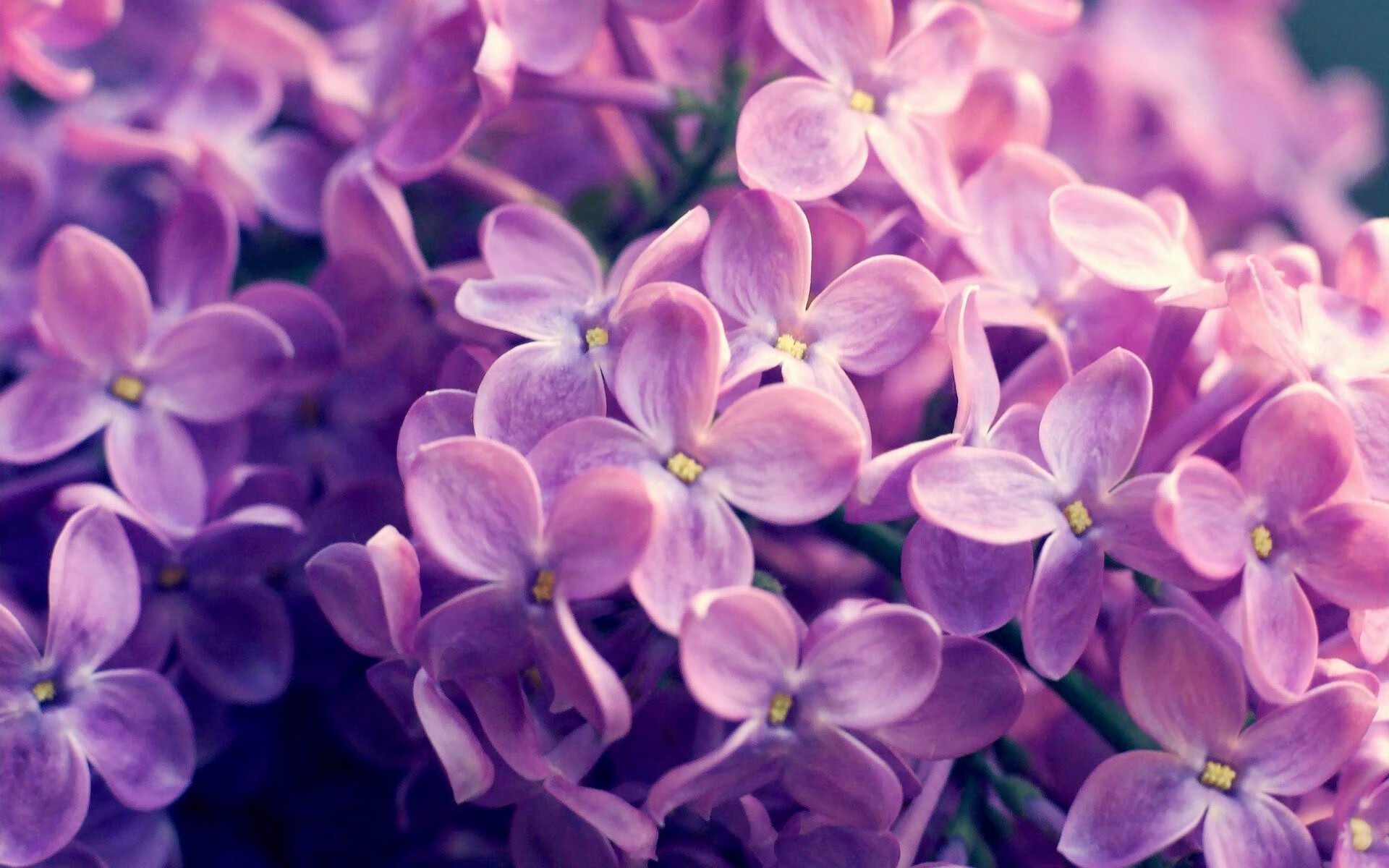 球迷专访最爱的球星是谁,球迷专访最爱的球星是谁啊