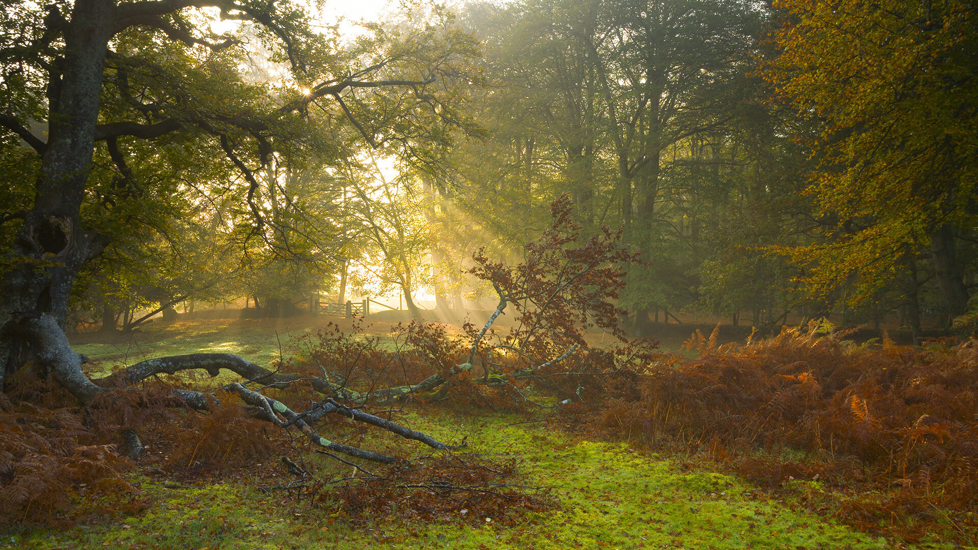 柬埔寨男篮在亚洲锦标赛中奋力争胜,体育发展迅速